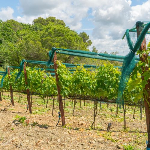 villa-galina-weinreben